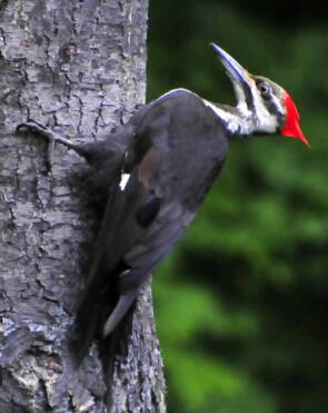 Pileated Woodpecker that will damage log homes to eat carpenter boring bee larva