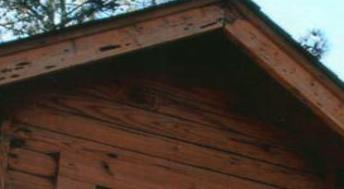 Woodpecker damage to log home due to foraging for carpenter bee larva