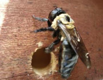 Carpenter bee next to nesting hole