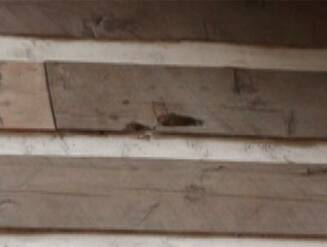 log cabin home woodpecker carpenter boring bee damage